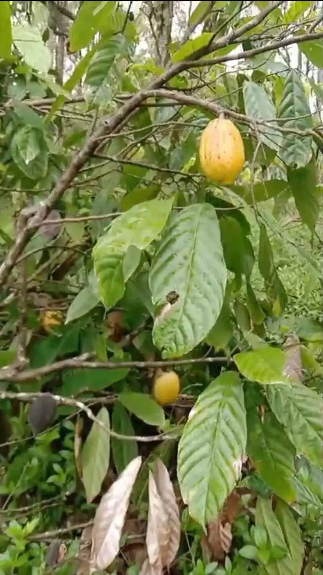 Kebun Cokelat di Selemadeg Tabanan Bali - Image 3 of 6