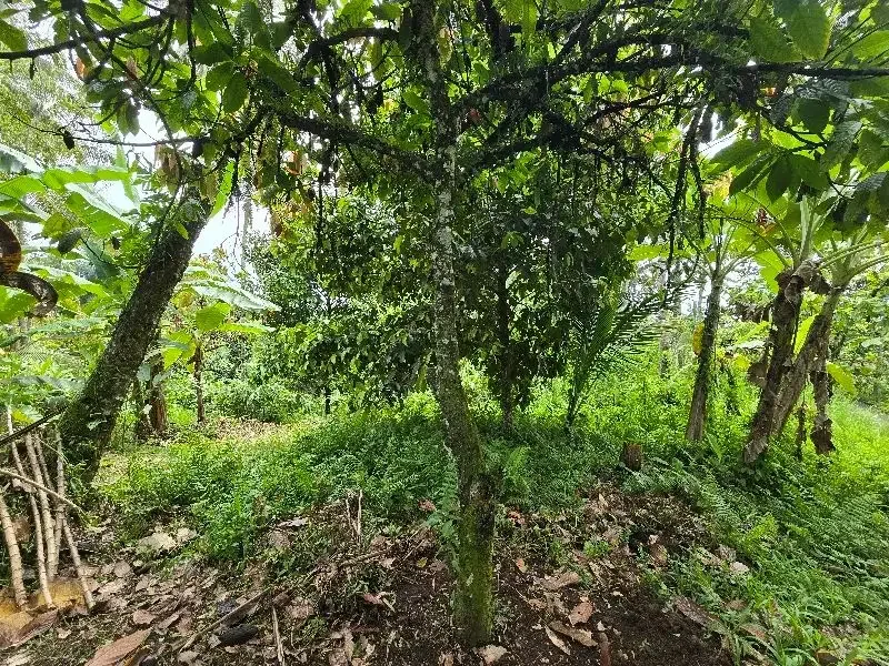 DIJUAL TANAH KEBUN  view sawah terasering di penebel tabanan bali - Image 5 of 9
