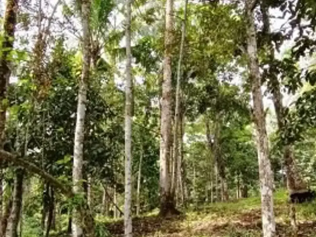 Kebun Durian dan Manggis dekat Villa Bali Lush Tabanan - Image 2 of 5