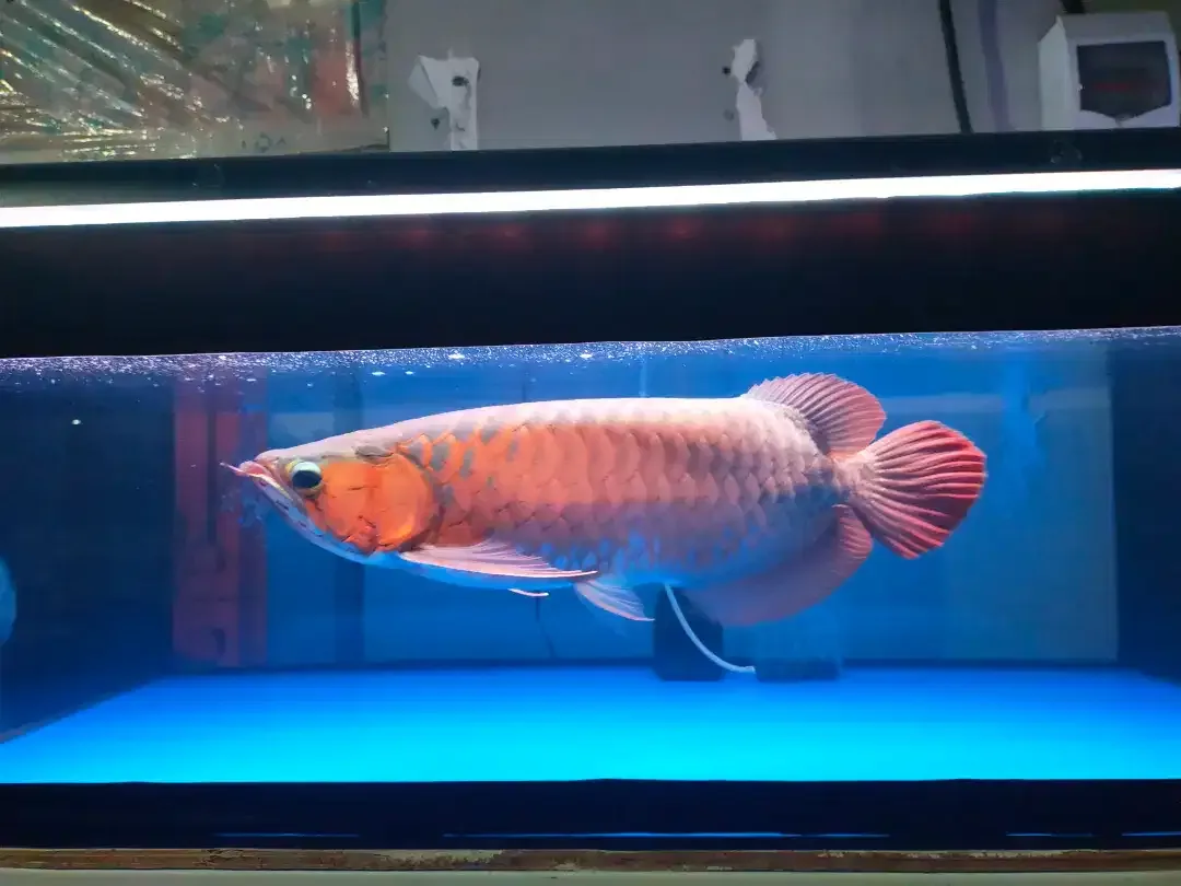Arwana / Arowana Super Red Kalimantan 45CM ( Warna Full Blok ) - Image 3 of 5