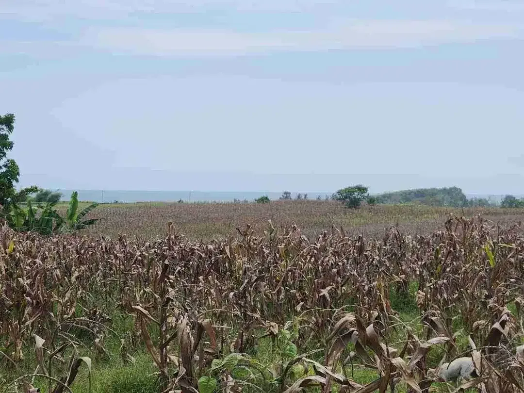 Tanah Langka Full View Sawah dan Laut di Kelecung Tabanan - Image 8 of 10