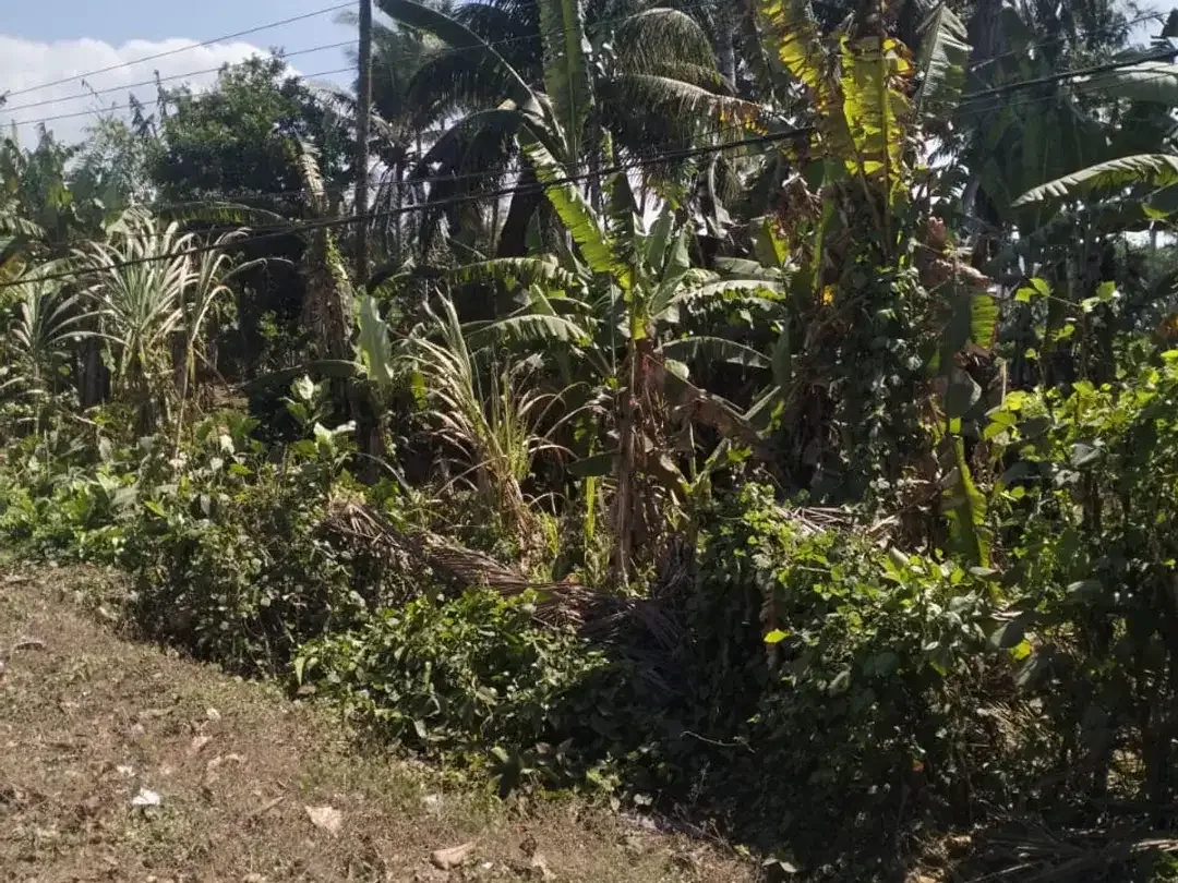 DIJUAL TANAH LUAS & STRATEGIS – PAKUTATAN, JEMBRANA - Image 1 of 3