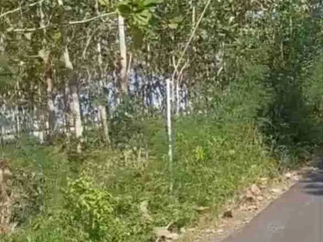 LAND FOR SALE – CUPEL JEMBRANA - Image 3 of 4