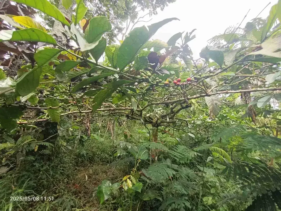 Land in Wanagiri Singaraja near Altavista Bali Mountain Villa - Image 4 of 5