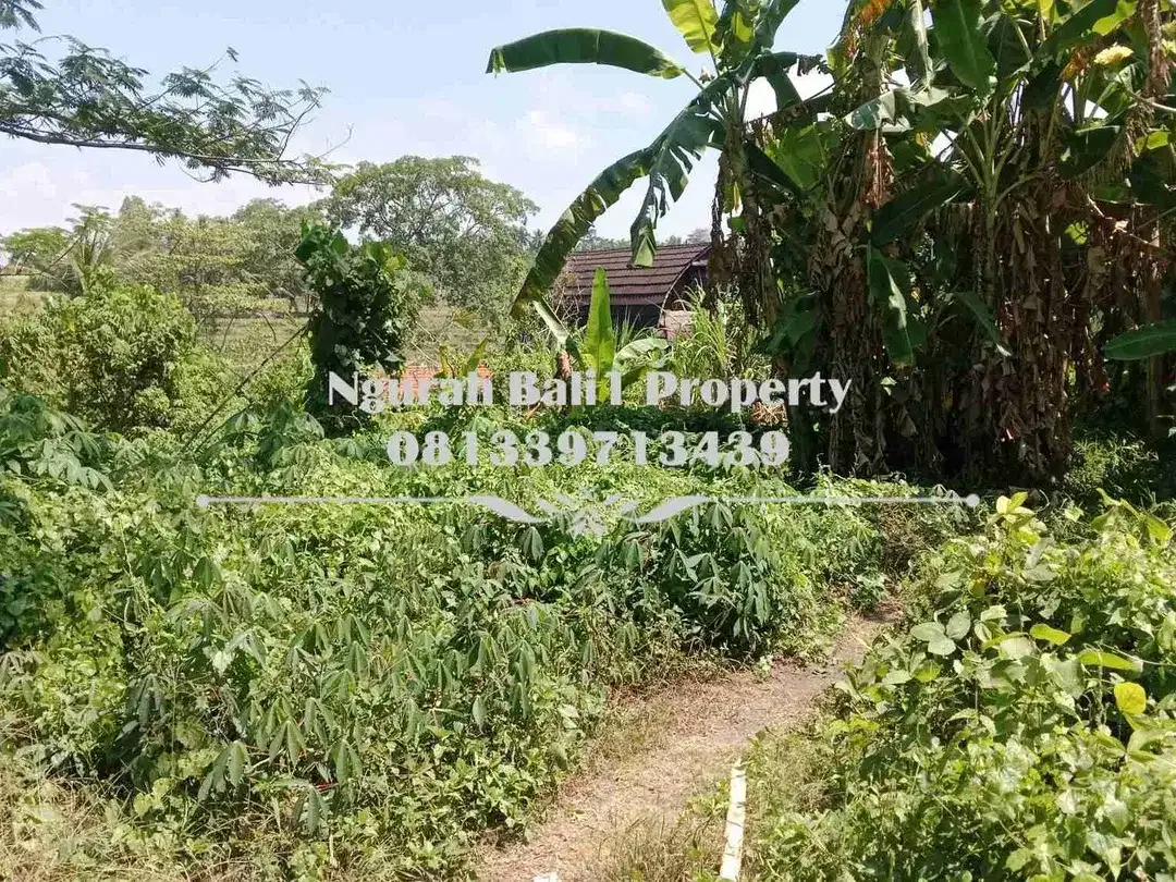 Tanah Dijual Murah Luas 8 Are View Sawah Kawasan Villa di Mas Ubud - Image 6 of 7