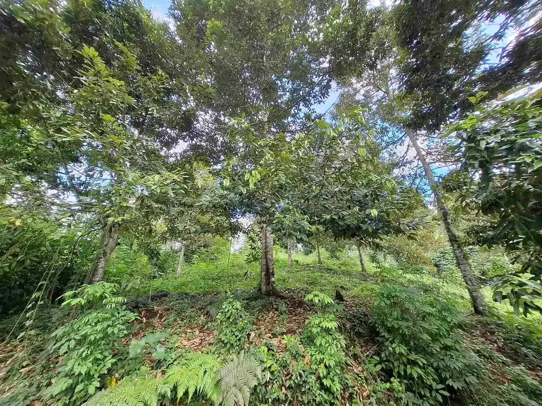tanah kebun durian murah dan sangat strategis dengan view gunung dan los sungai - Image 3 of 10