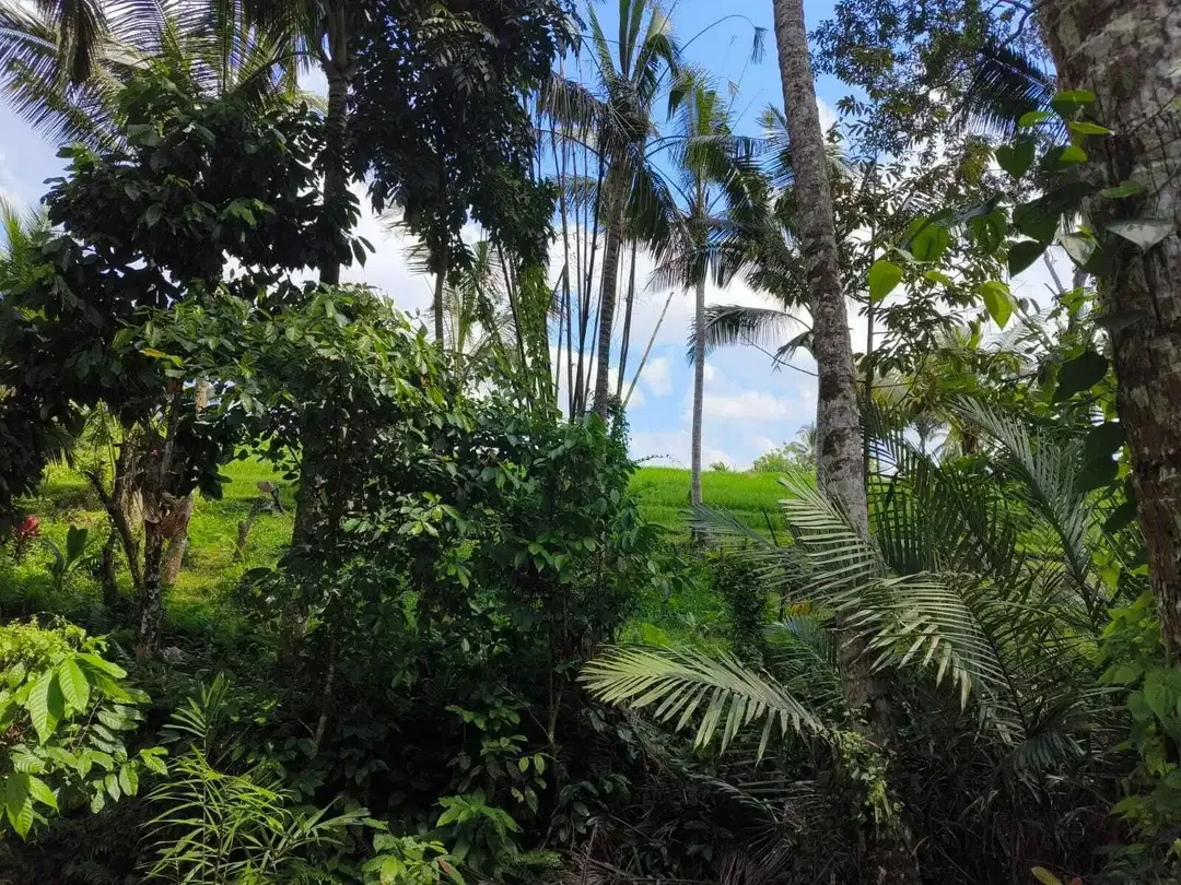 Dijual tanah 9 are view sawah akses jalan hotmix - Image 3 of 8