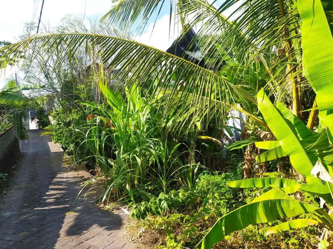 DIJUAL TANAH DI TIYING TUTUL CANGGU - Image 4 of 6