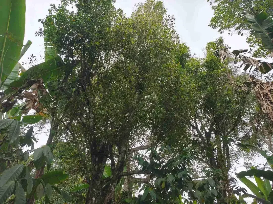 Tanah 4.550m² Full View Jungle di Pupuan Tabanan - Image 8 of 10