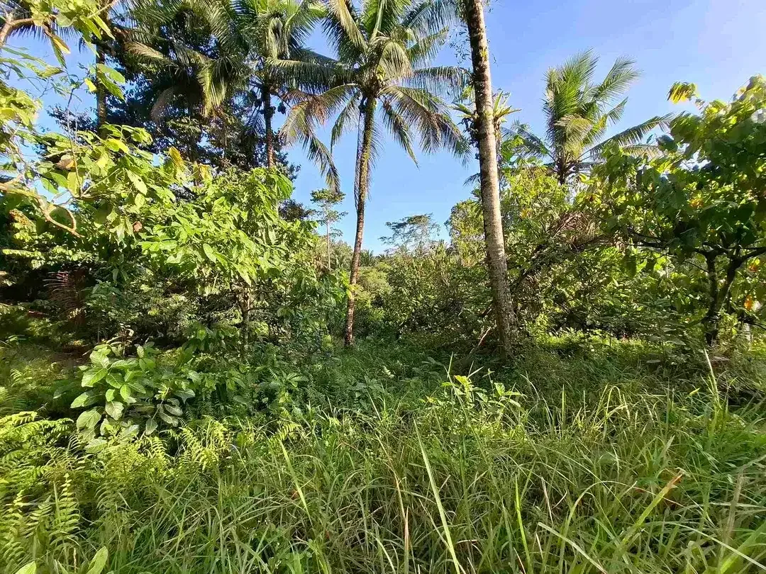 Tanah kebun los sungai jernih berisi banyak pohon kakau dan pohon kelapa di tabanan bali - Image 10 of 10