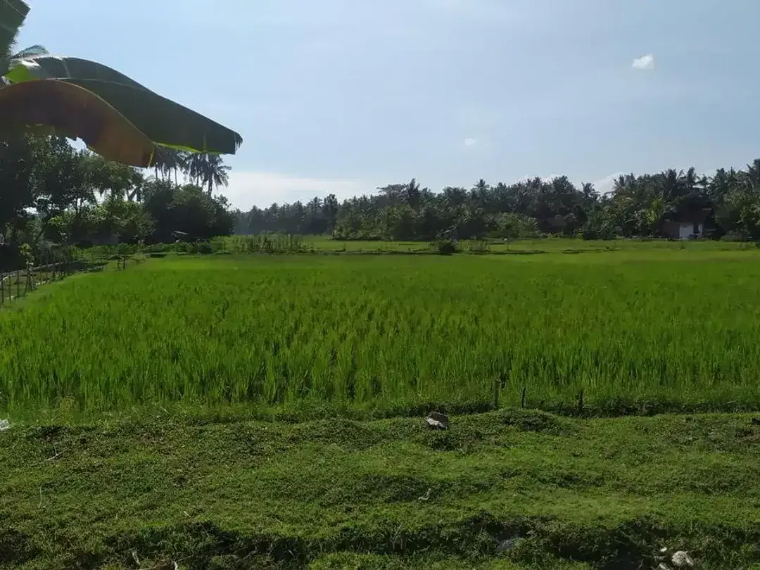 Dijual Tanah Hook Position & Tourism Zone, Los Pantai di Pebuahan – Investasi Pariwisata Bali Barat - Image 8 of 10
