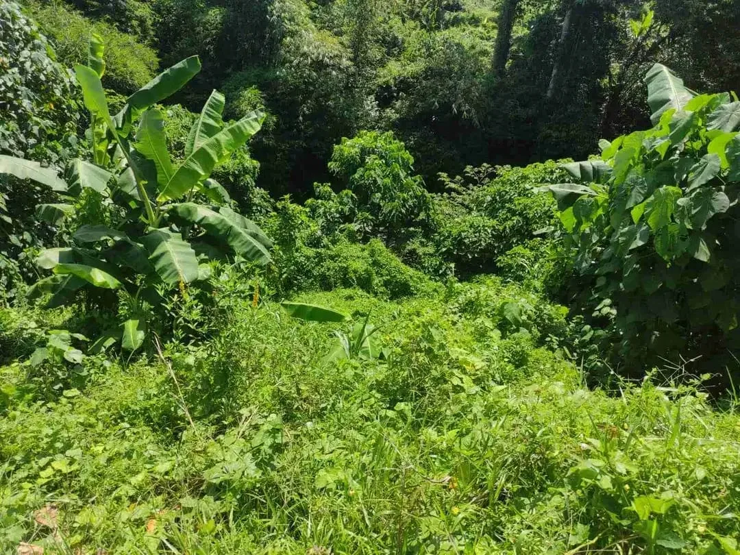 SALE!! TANAH SIAP BANGUN 6,76 HA KETEWEL IDA BAGUS MANTRA - Image 4 of 10