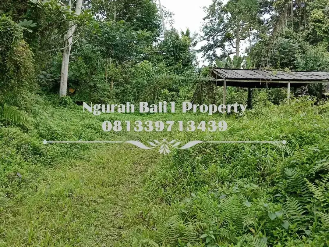 Disewakanl Tanah Murah Luas 60  Are Pemandangan Hutan di Ubud Pejeng - Image 4 of 5