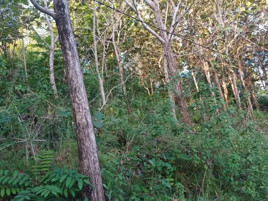 DIJUAL BU, SEBIDANG TANAH DI DESA KLUMPU, NUSA PENIDA BALI - Image 6 of 7