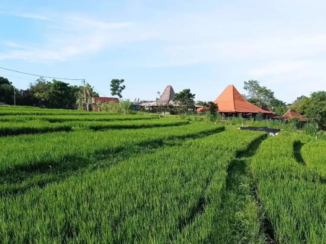 TANAH SUPER PREMIUM WITH RICE FIELD VIEW DI JL SUBAK SARI CENTER CANGGU - Image 7 of 10