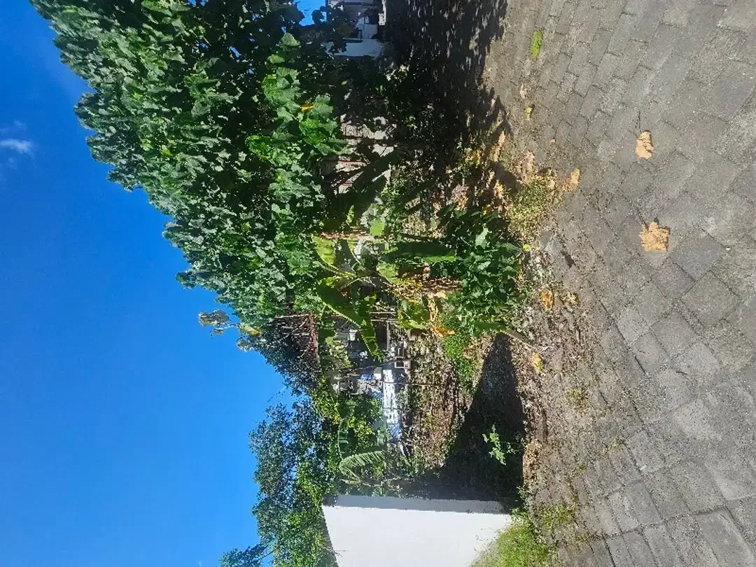 Land for lease yelow zone at Canggu - Image 4 of 5