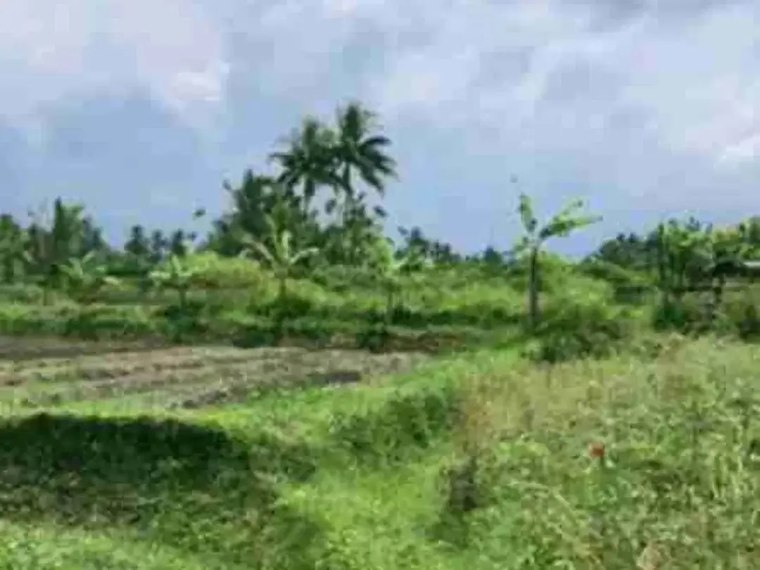 Tanah 22.13m2 Lingk Villa di Ubud tegalalang Gianyar Bali - Image 8 of 10