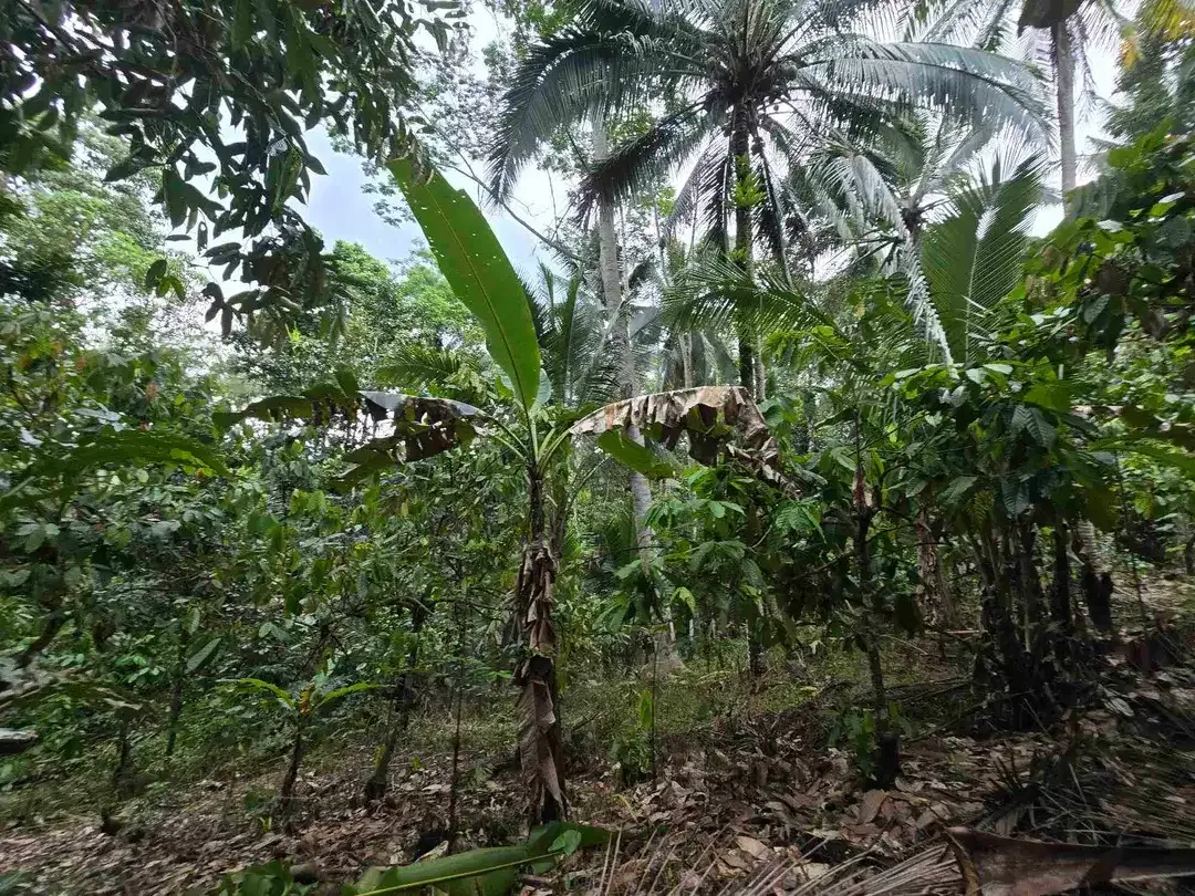 dijual tanah murah view cantik di tabanan bali - Image 5 of 10