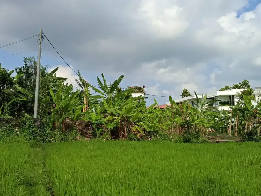TANAH PREMIUM VIEW SAWAH – TUMBAK BAYUH, PERERENAN - Image 1 of 10