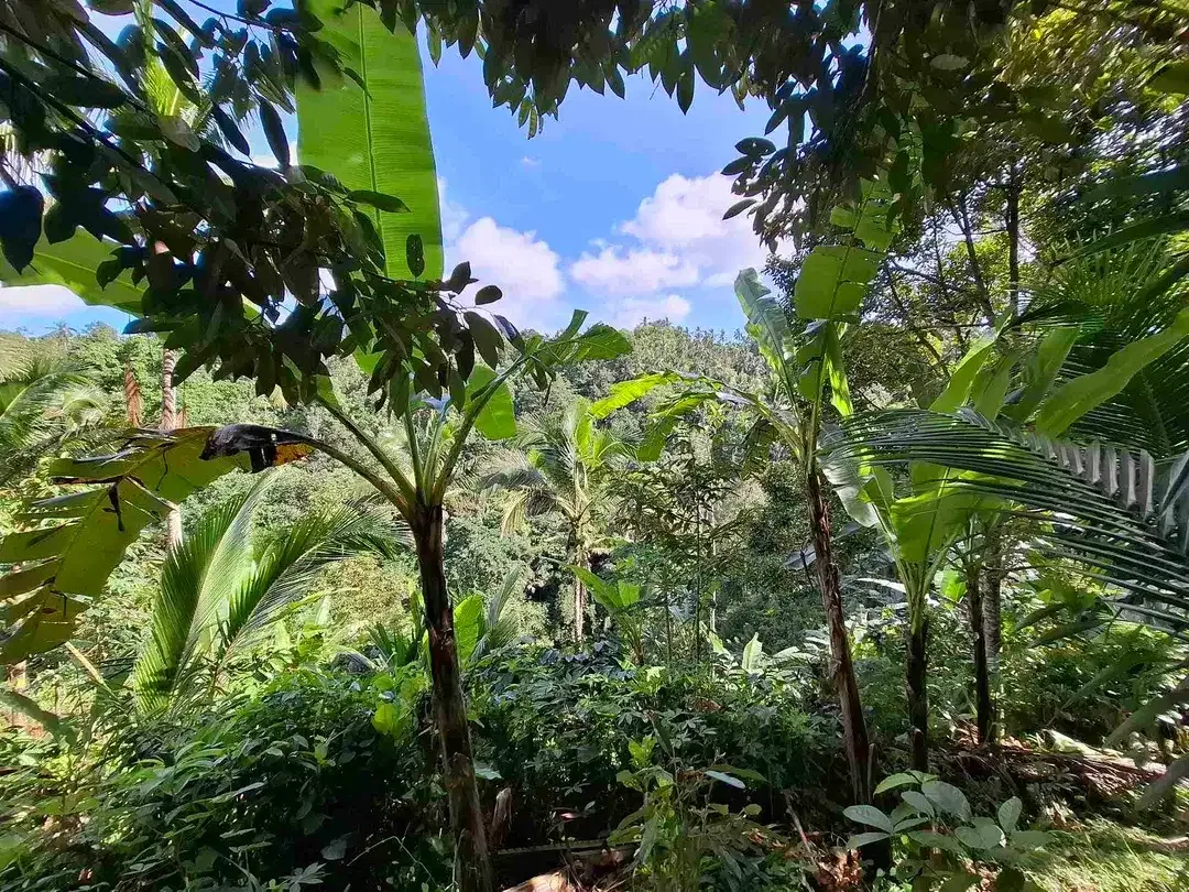 tanah strategis berisi air terjun yang sangat unik di tabanan harga murah - Image 10 of 10
