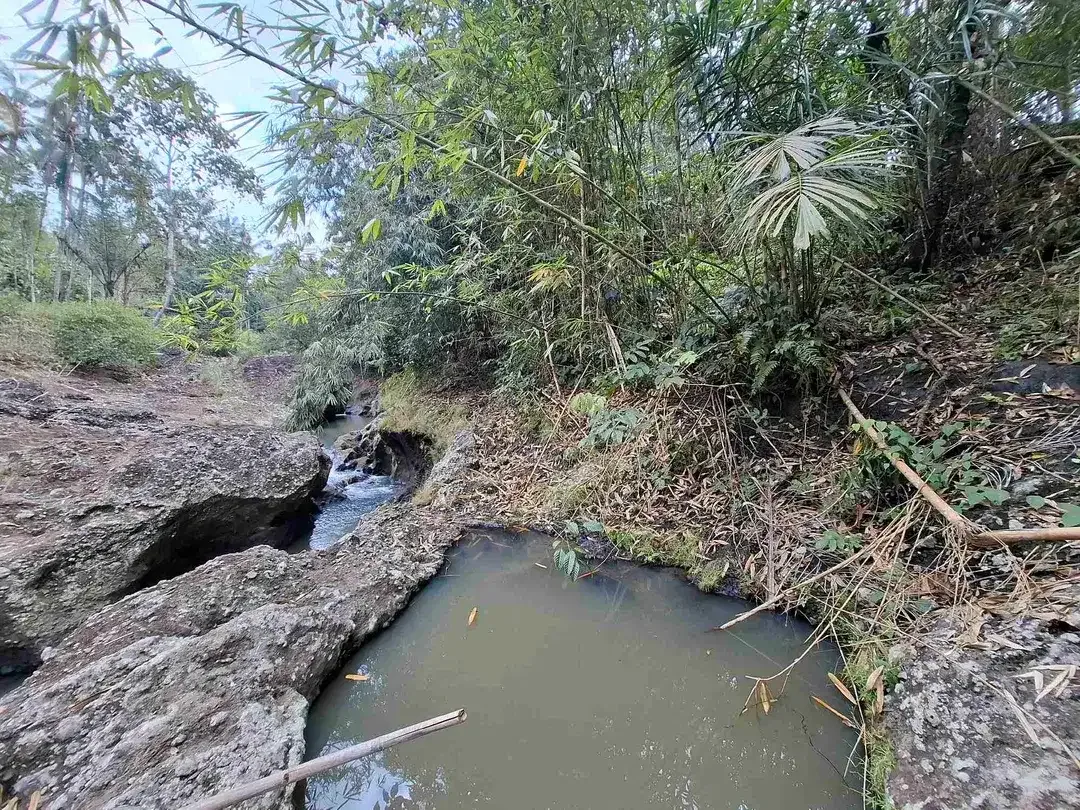 Dijual tanah kebun los sungai lokasi sangat strategis dekat dengan fasilitas umum dan tempat wisata di tabanan bali - Image 9 of 10