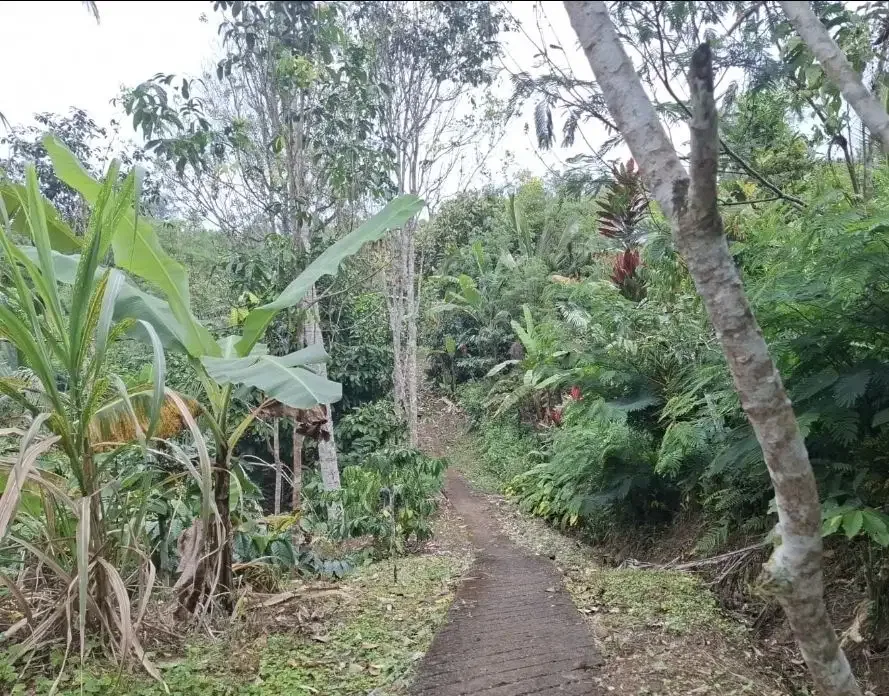 Dijual tanah kebun kopi dapat view laut dan lembah - Image 8 of 8