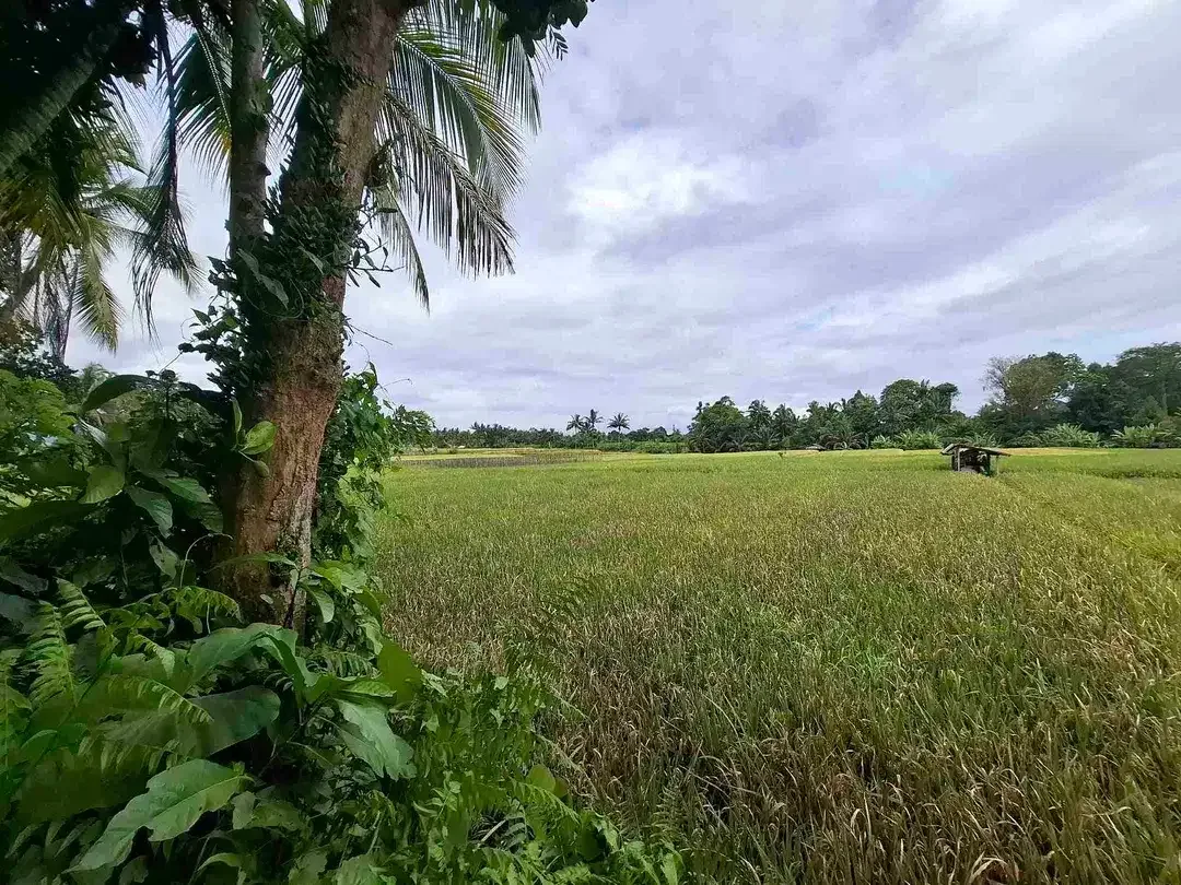 tanah luasan kecil view sawah dapat akses jalan utama penebel - Image 3 of 8