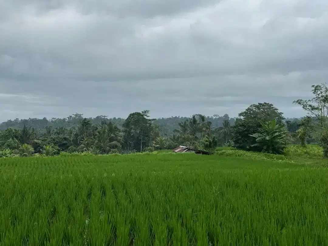 DIJUAL – Tanah Premium di Tegalalang dengan View Sawah & Pegunungan - Image 6 of 10