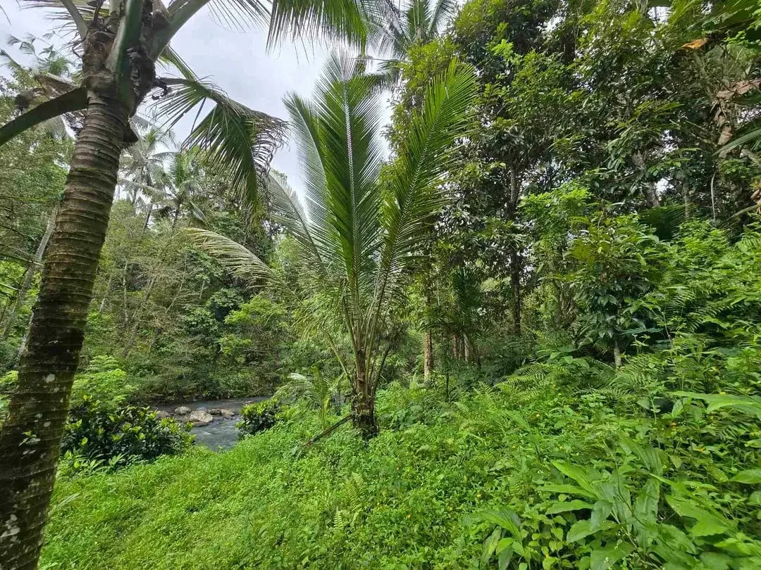 Dijual tanah dengan air terjun dan sungai bebatuan di bali - Image 10 of 10