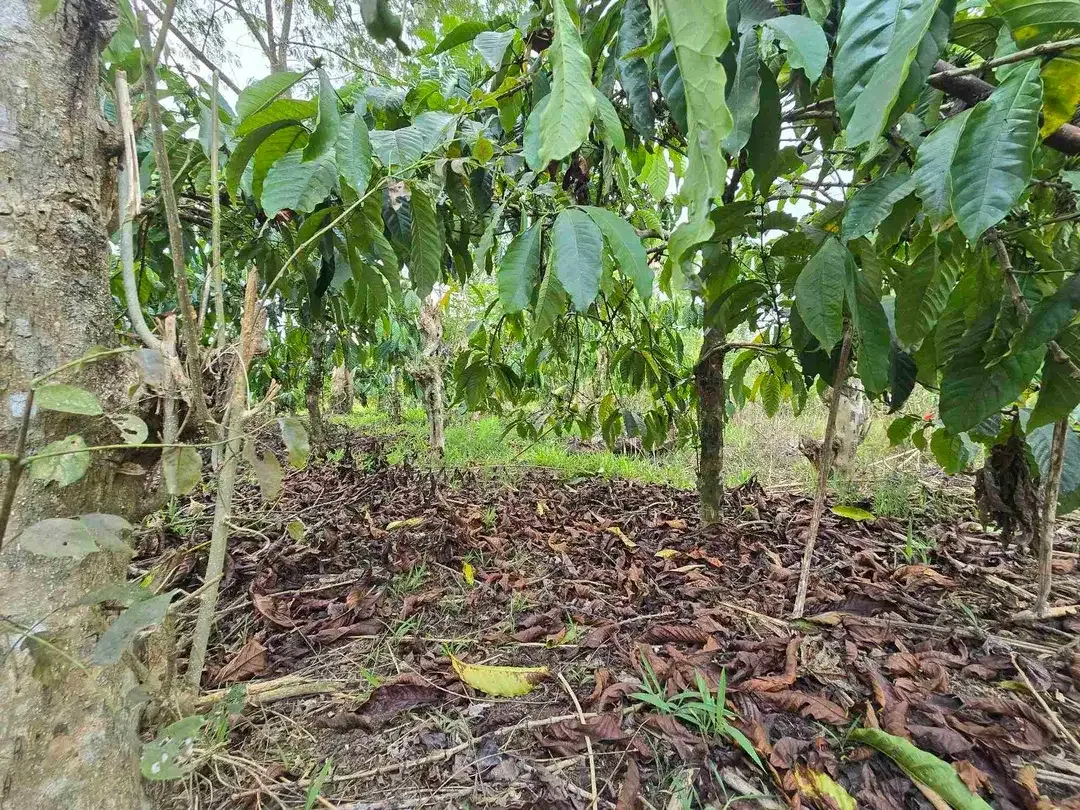 Dijual murah kebun kopi siap panen di pupuan tabanan bali - Image 8 of 10