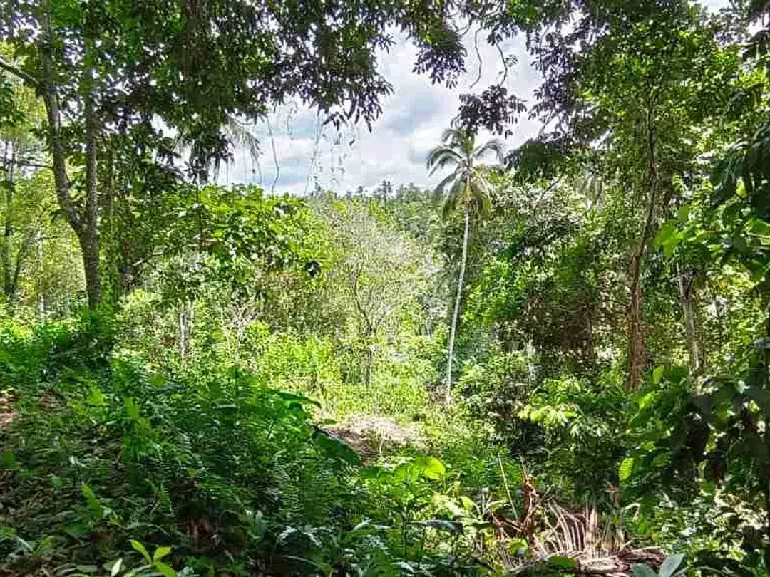 jual tanah kebun Los sungai murah di tabanan bali - Image 7 of 10