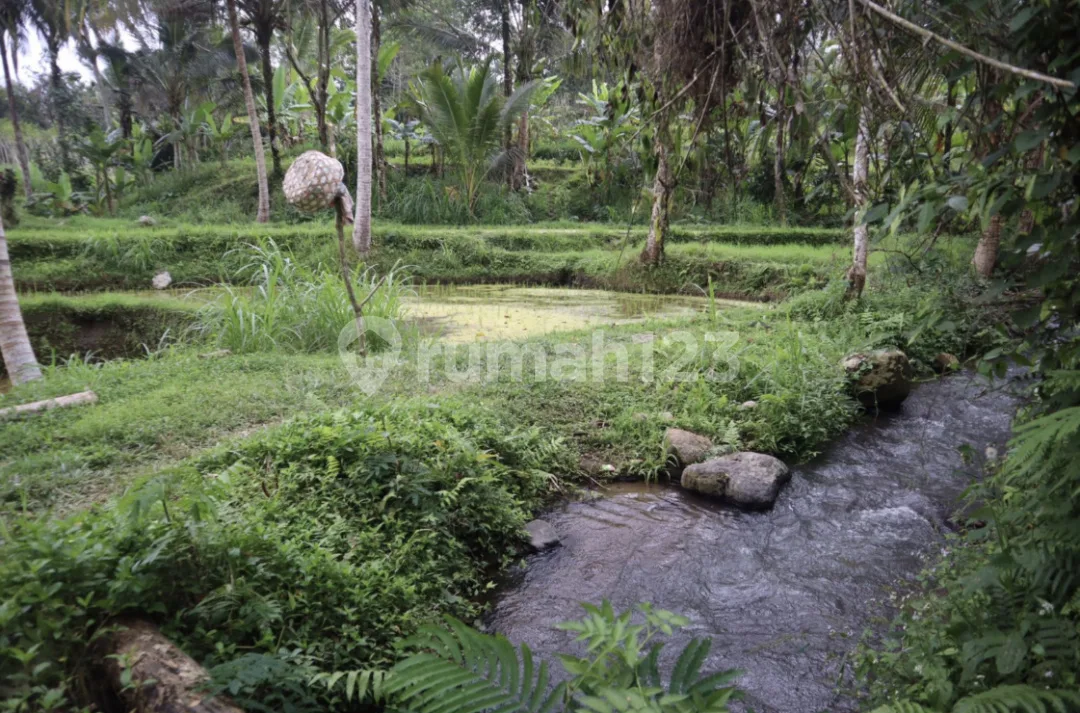 Land Riverside And Ricefield View Apuan - Image 1 of 4