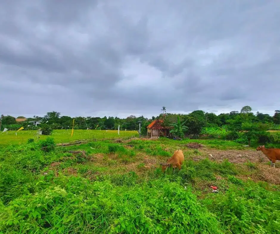 FOR SALE LAND WITH RICE FIELD VIEW AT BERAWA CANGGU - Image 7 of 10