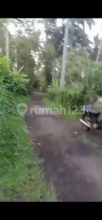 Kebun Produktif 54 Are Mundeh Tabanan Jalan 6 Meter Los Sungai - Image 2 of 4