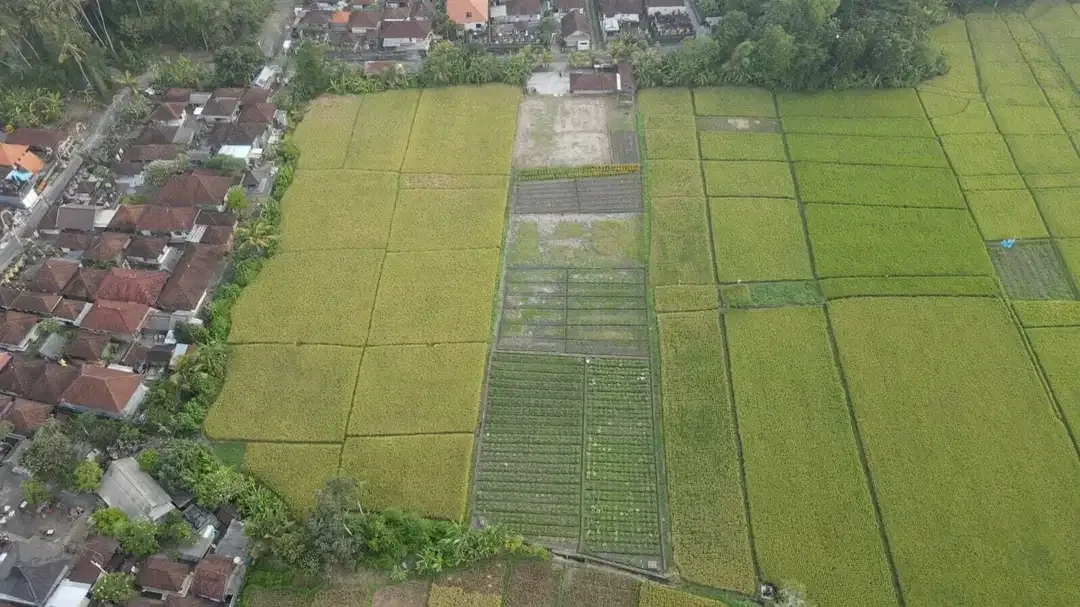 Tanah 3450m2 Full View Sawah di Pantai Kelating Tabanan - Image 6 of 10