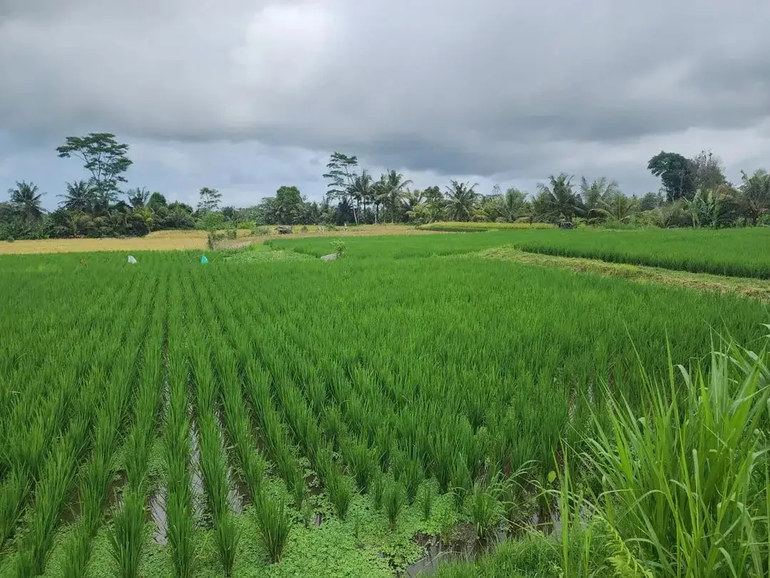 Dijual Murah Tanpa Perantara, Langsung dengan Pemilik, Tanah Sawah di Pejeng Kangin, Tampaksiring, Gianyar Bali - Image 5 of 8