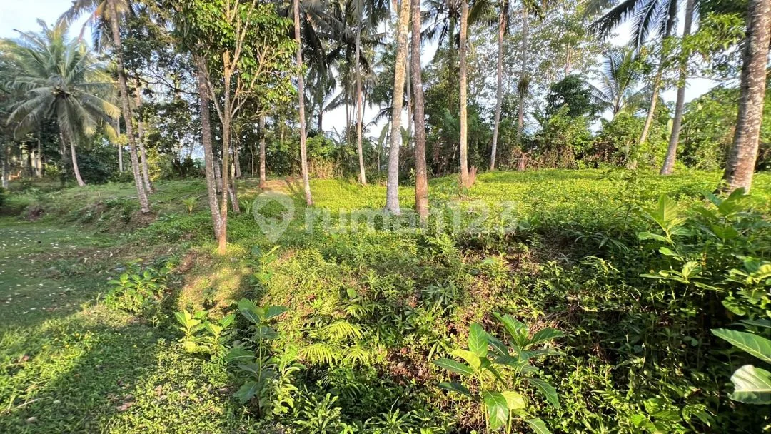 Dijual Tanah Di Pinggir Jalan Utama Denpasar Gilimanuk,dekat Kota Tabanan. - Image 3 of 4