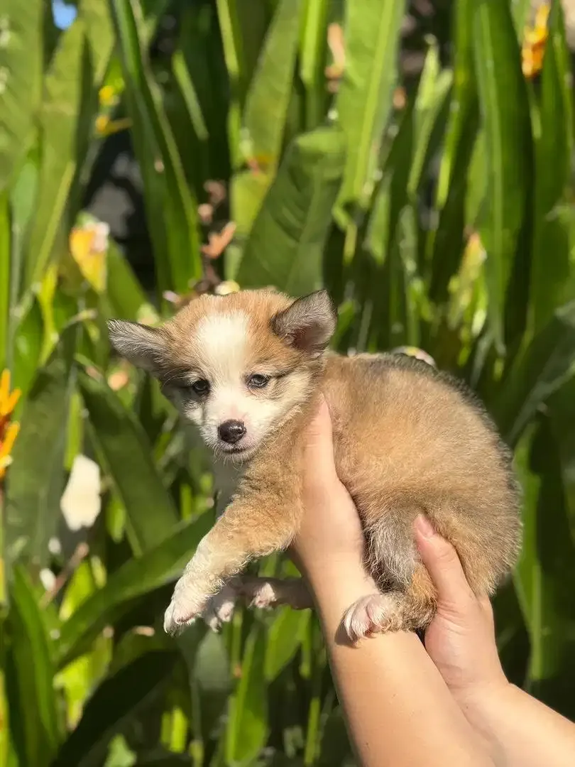 PEMBROKE WELSH CORGI - Image 1 of 2