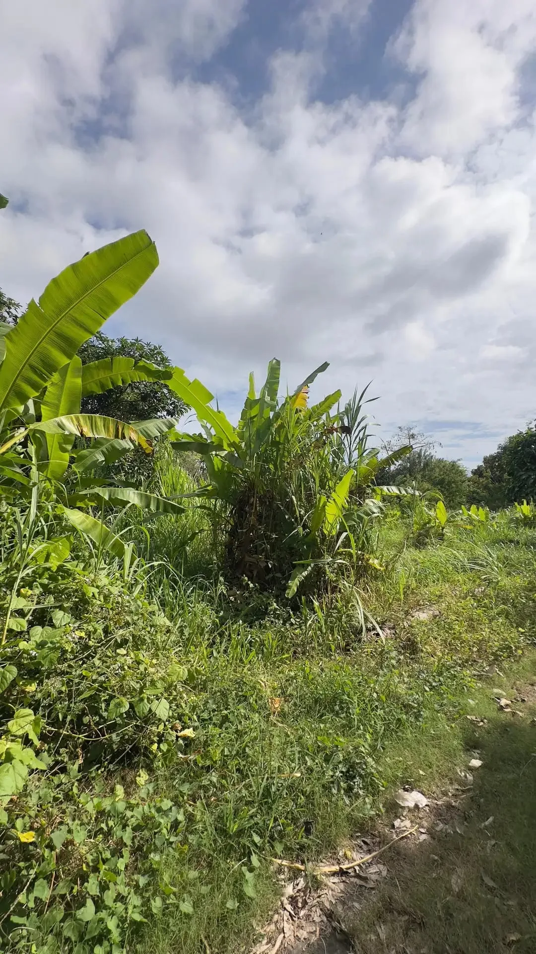 Dijual Tanah Plot Kecill 200m2 di Kawasan Bingin Uluwatu Bali - Image 4 of 10