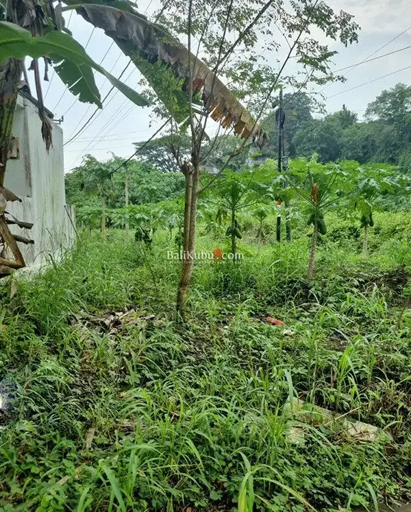 AMS-070.RGL Jual Tanah Kavling Murah di Perumahan Exclusive di Tabanan - Image 3 of 10