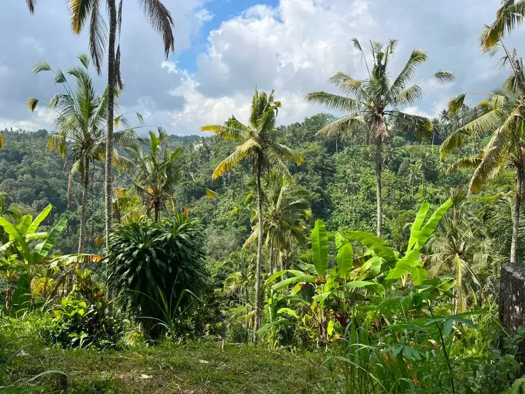 DIJUAL TANAH PREMIUM – PINGGIR JALAN UTAMA DESA BUAHAN, PAYANGAN – GIANYAR - Image 2 of 10