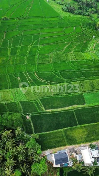 Tanah Premium Murah View Sawah Dekat Ubud Bali - Image 3 of 4