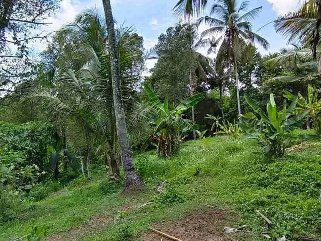 jual tanah kebun Los sungai murah di tabanan bali - Image 5 of 10