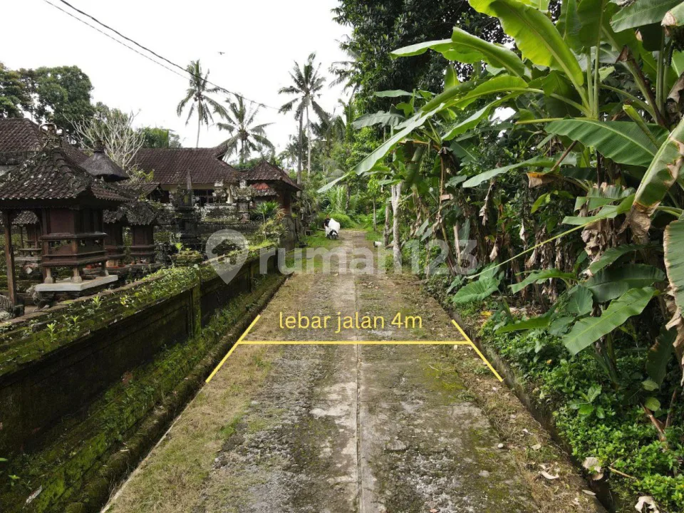 Tanah Murah di Pejeng Ubud 2031 M2 - Image 3 of 4