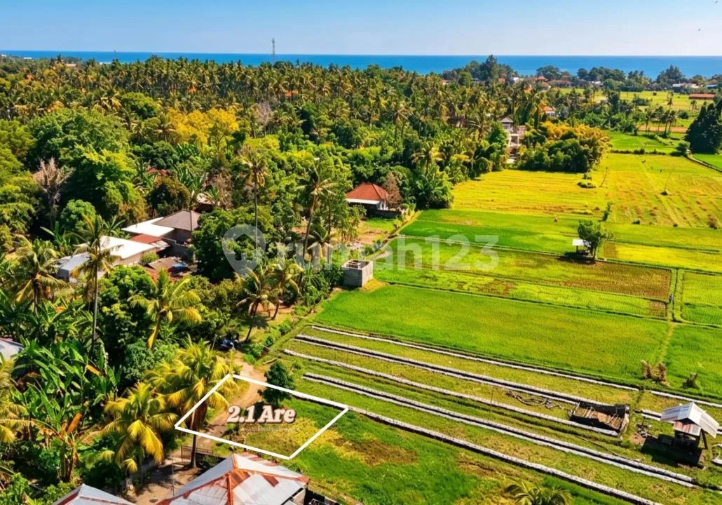 Tanah Premium View Sawah Dijual - Lovina, Bali Utara - Image 4 of 4
