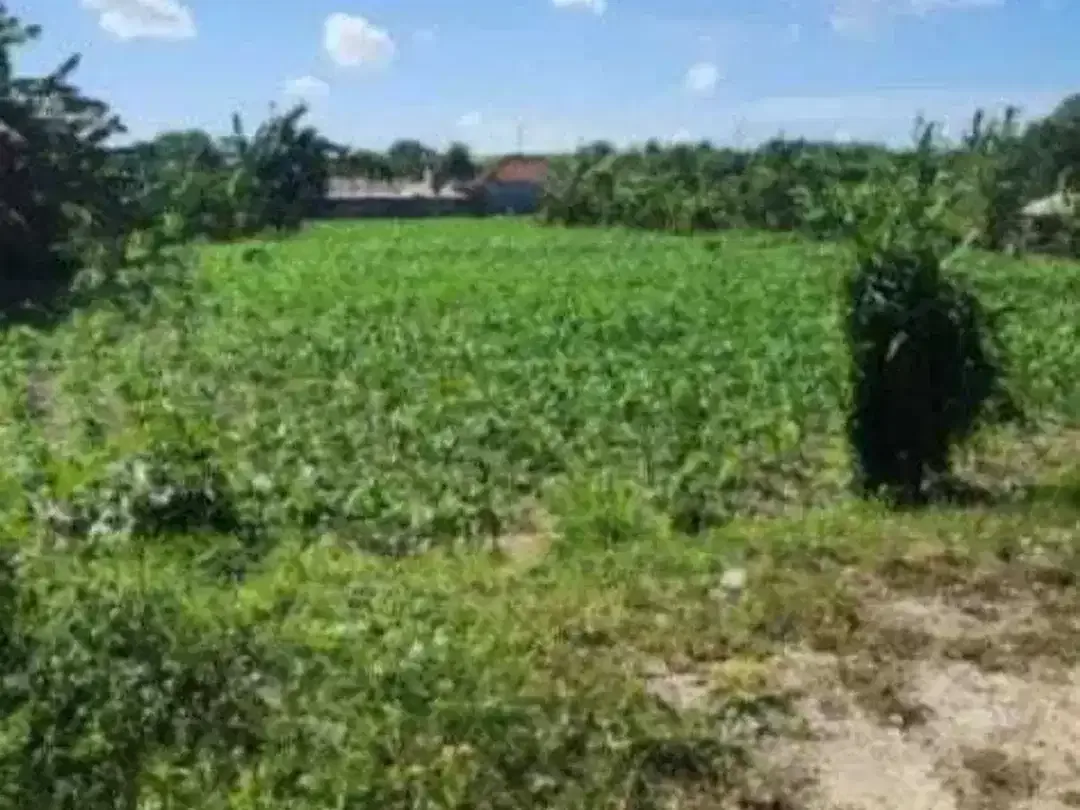 Land for sale in Denpasar Selata, Bali - Image 3 of 4