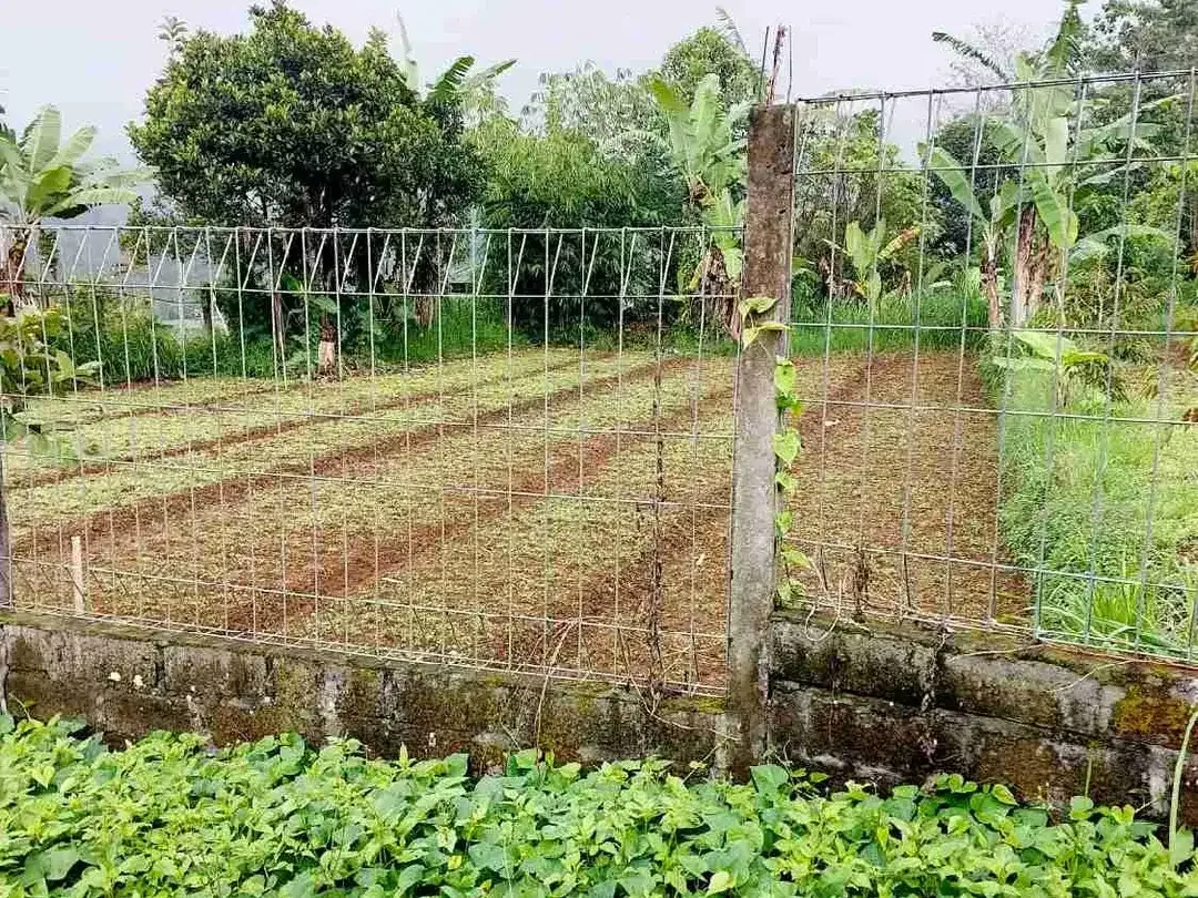 Lahan ITR kuning Area Kawasan Bedugul - Image 6 of 6