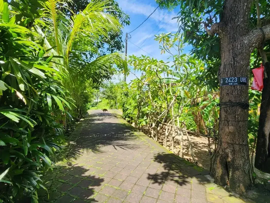 Tanah Cantik Premium 8 Are Dijual di Benoa, Nusa Dua Area - Image 3 of 5