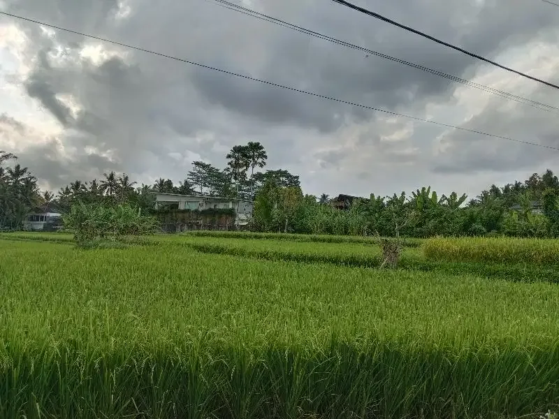 DISEWAKAN TANAH LOKASI UBUD LINGKUNGAN VILLA VIEW SAWAH - Image 2 of 7