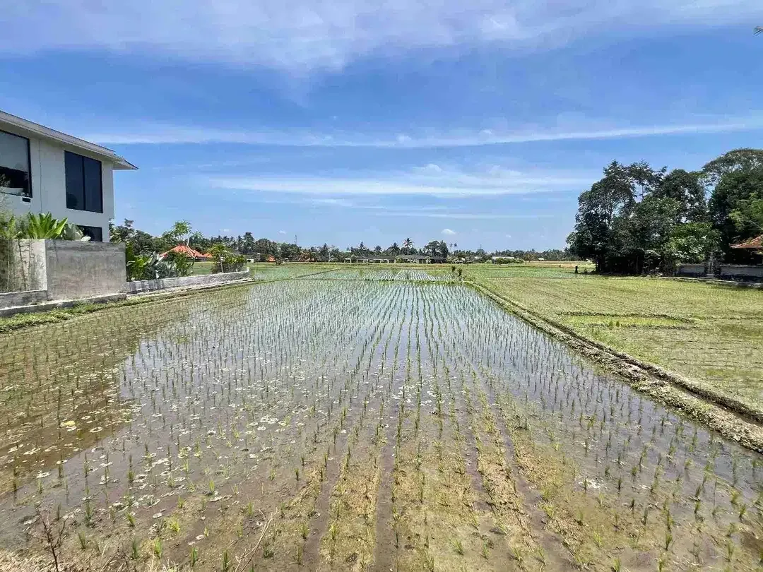 DIJUAL CEPAT TANAH SUPER PREMIUM STRATEGIS LOKASI BERADA DI LOD TUNDUH UBUD GIANYAR BALI. LINGKUNGAN PRIVATE VILLA LAHAN INI SANGAT COCOK DI KAVLING VILLA / DI BUAT KOMPLEKS VILLA / DI BANGUN HOTEL - Image 10 of 10